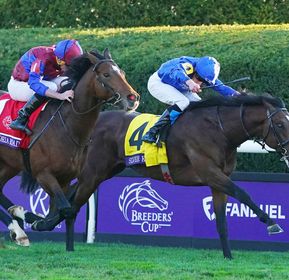 Talking Horses: Live In The Dream off to Breeders' Cup after giant