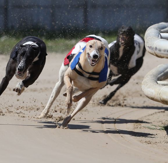 Greyhound Derby antepost latest betting tips and analysis