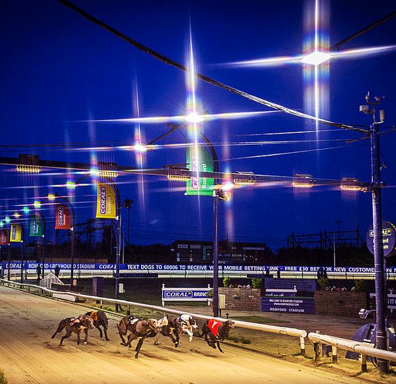 Free Greyhound Racing Betting Preview And Romford TV Tips From Aoife ...