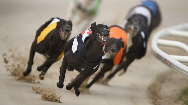 Greyhound News | Results & Racecards - Sporting Life