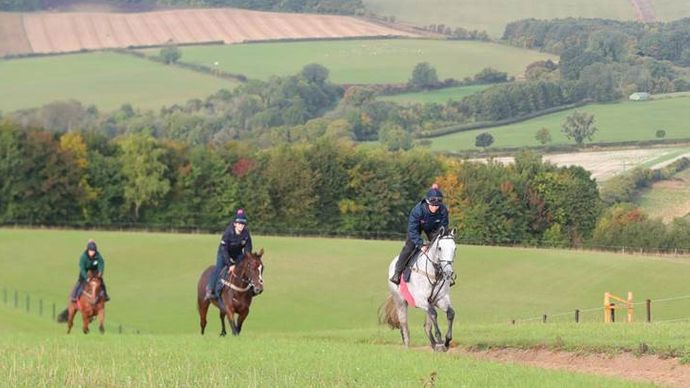 Horses on the gallops at Fergal O'Brien's yard