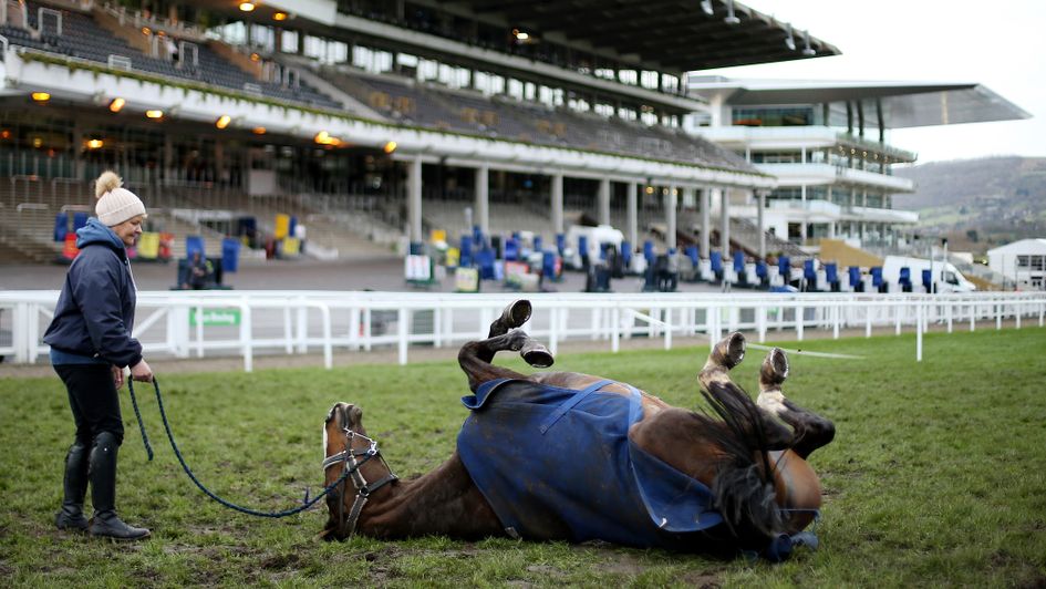 Anibale Fly taking it easy at Cheltenham