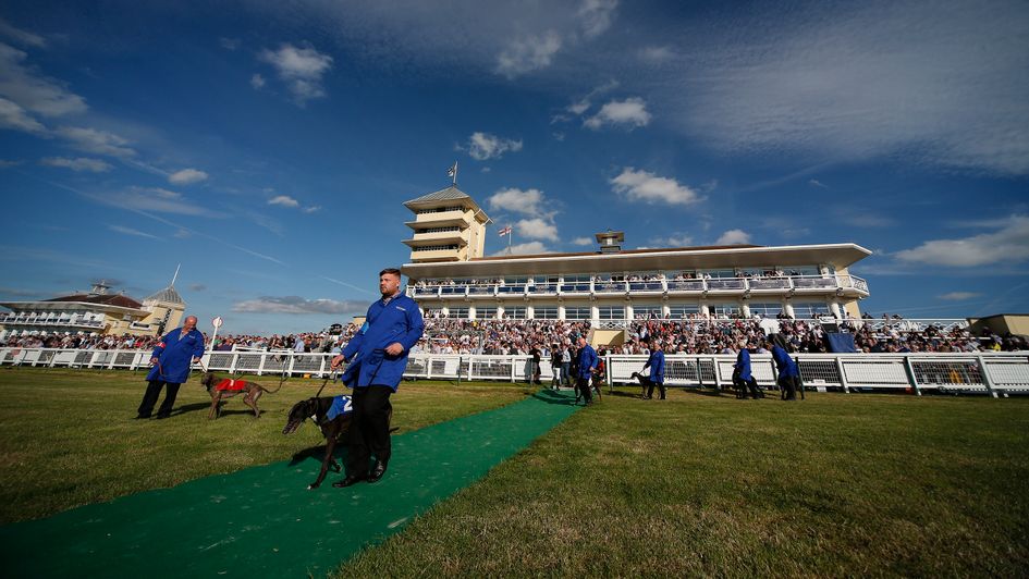 Racing post best sale dog tips