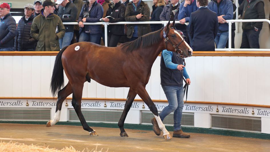 By Frankel, half-brother to Golden Horn (Tattersalls)