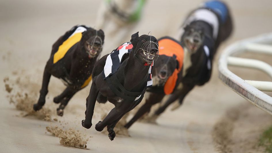 Greyhound Derby tips Semifinal preview and predictions