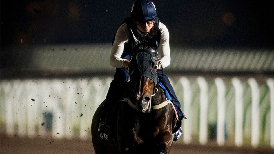 Golden Sixty limbers up for Sunday’s Hong Kong Mile (Alex Evers for HKJC)