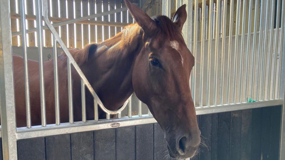 Queens Gamble in her stable