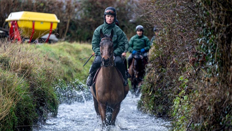 Noble Yeats (image courtesy of The Jockey Club)