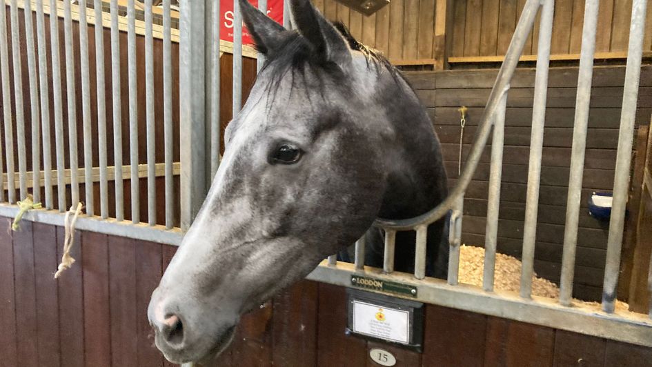 L’Eau Du Sud pictured in his stable