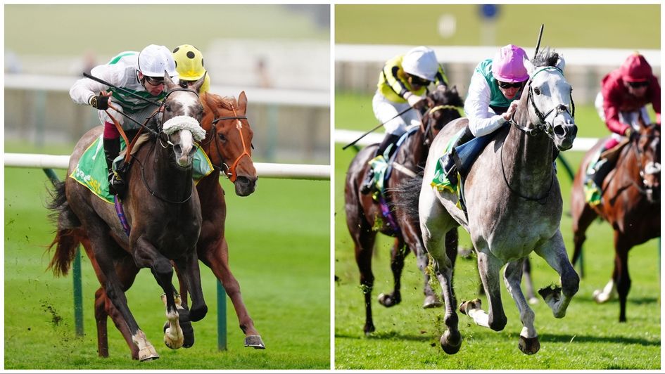 Almeric and Field Of Gold