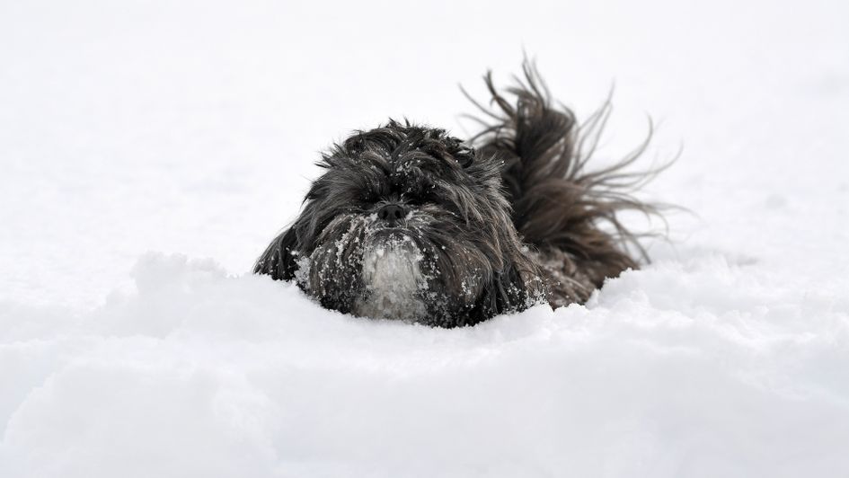 'I walked all this way and Dundee United v St Mirren has been postponed!'