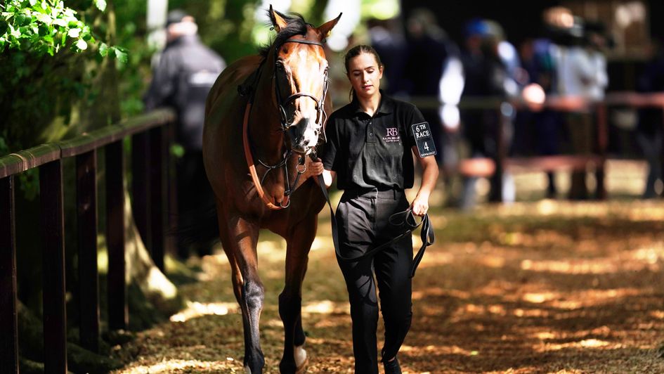 A horse in the shady pre-parade ring at the July Festival