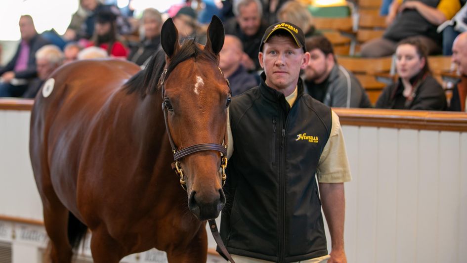 Lot 96 - sold for 1,000,000 guineas (courtesy of www.tattersalls.com)