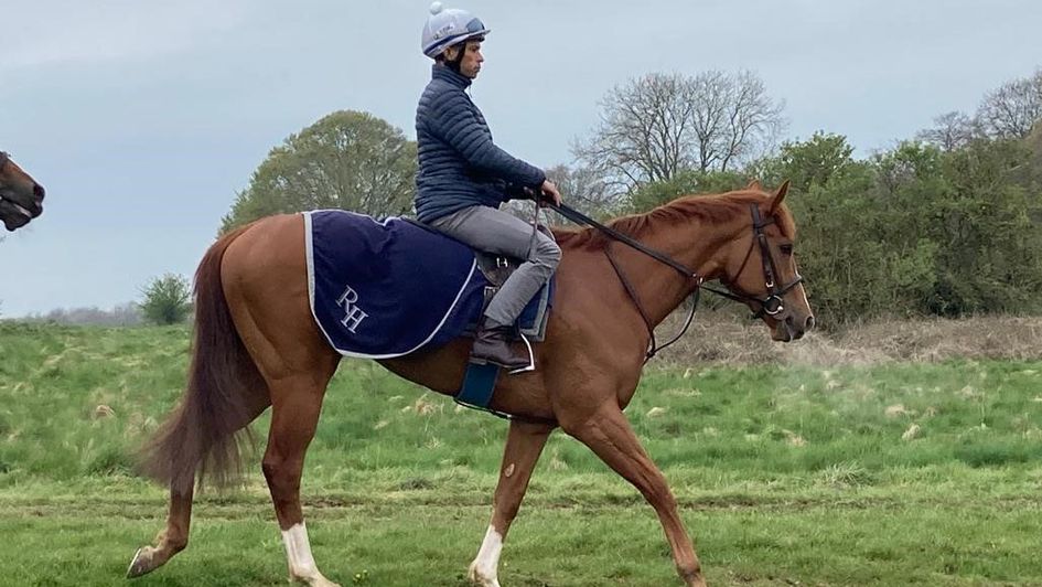 Mammas Girl at home on the gallops