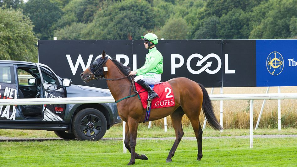 JM Jungle prior to his win at York