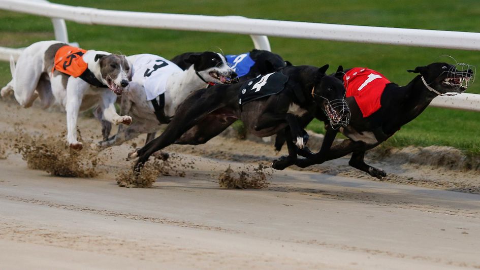 greyhound racing tips