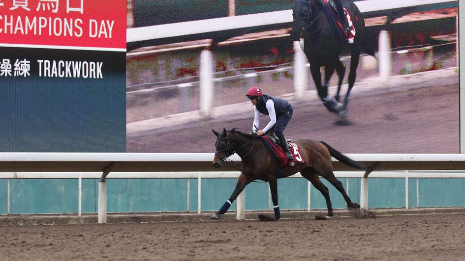 Flaming Rib working on the Sha Tin dirt