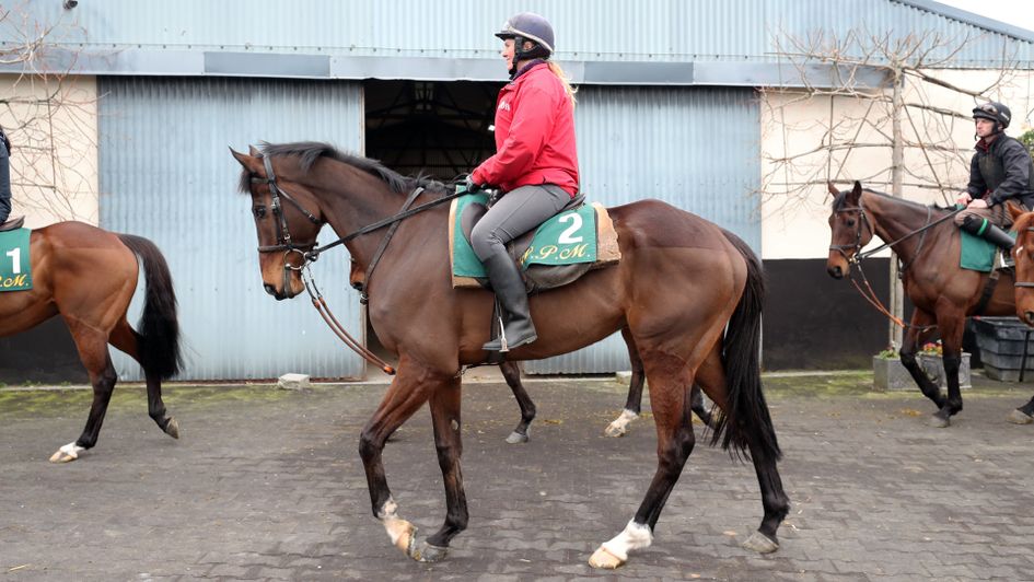 Douvan pictured at Willie Mullins' stable