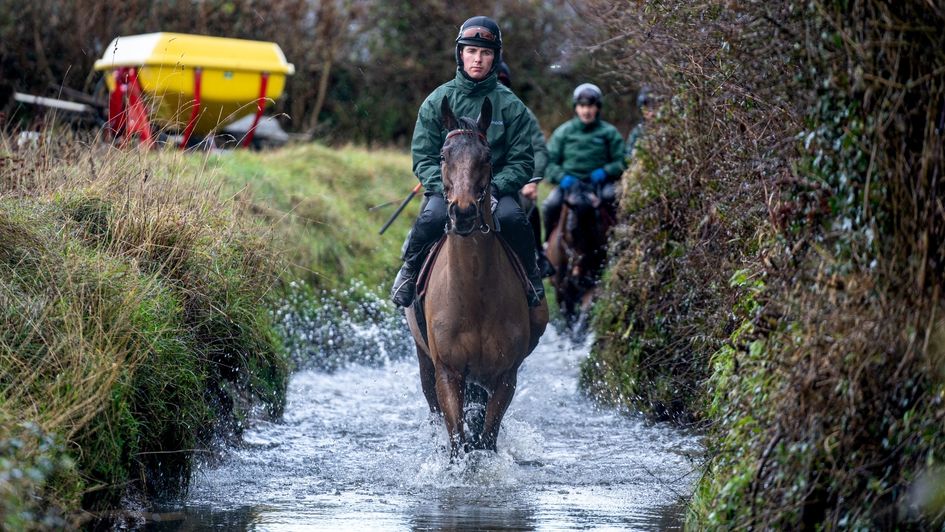 Noble Yeats - defends title (photo courtesy of the Jockey Club)