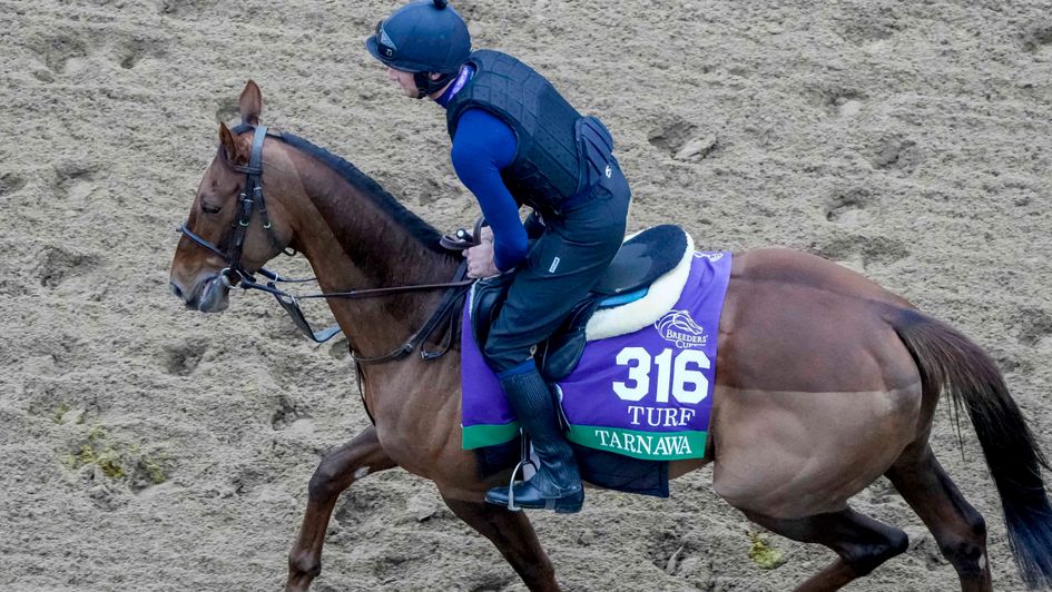 Tarnawa has a look at the track at Del Mar (image courtesy of Breeders' Cup)