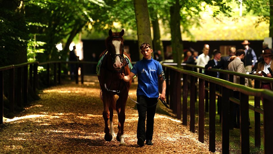 Seagulls Eleven pictured in the pre-parade ring