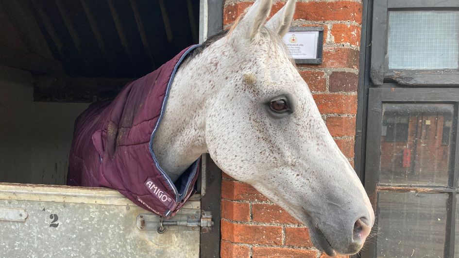 Politologue pictured in his stable