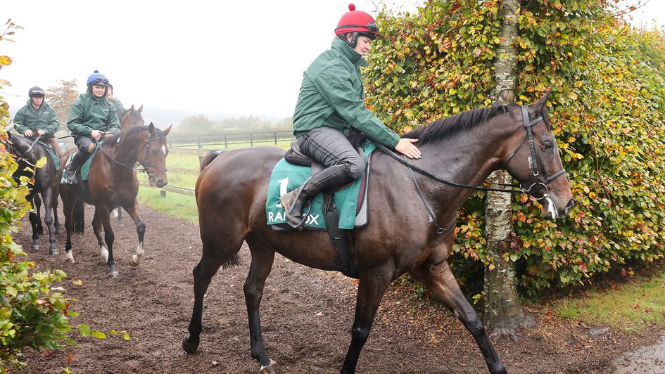 I Am Maximus pictured at Willie Mullins' yard (Credit: Grossick Photography/The Jockey Club)