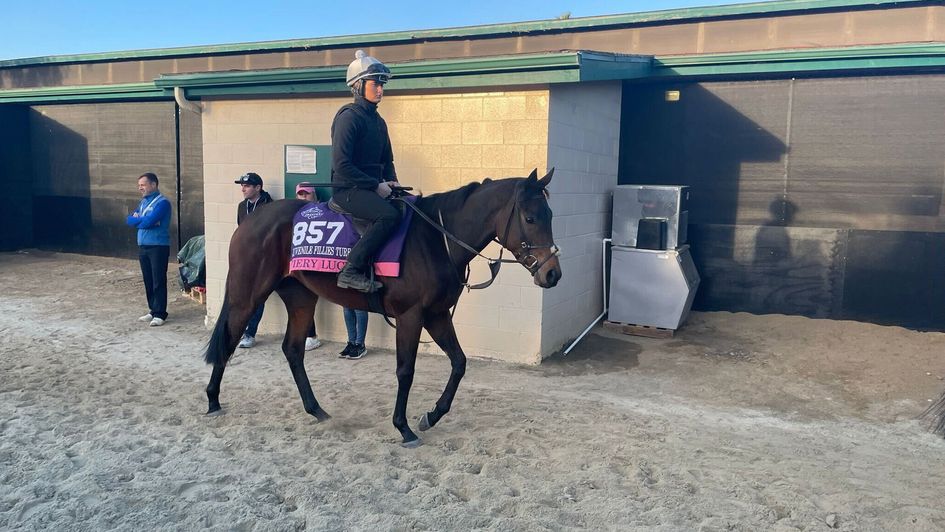 Fiery Lucy looks in great shape