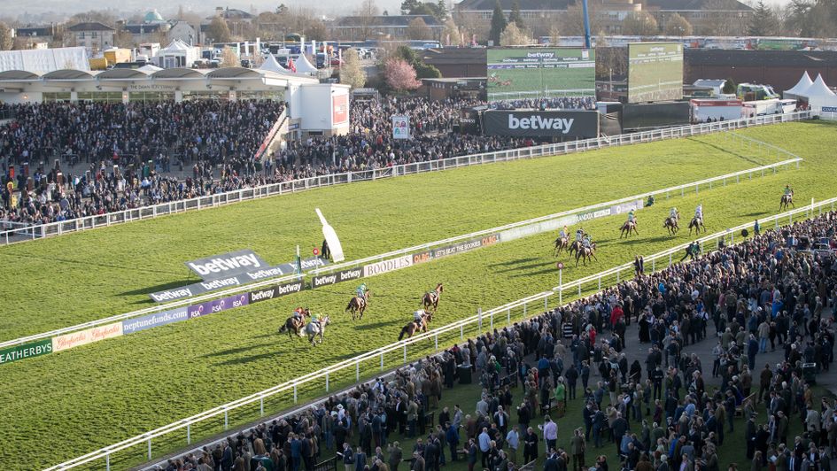 A general shot of the finish at Cheltenham