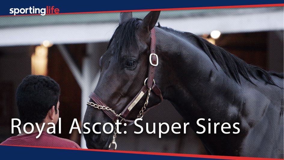 Scat Daddy: A super sire at Ascot, that's for sure