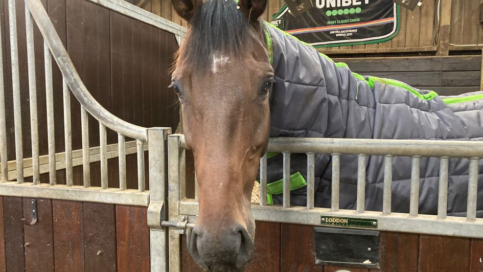 Protektorat pictured in his stable