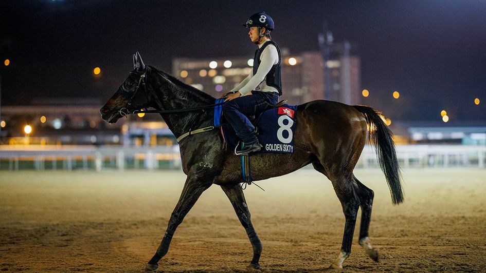 Golden Sixty at Monday morning Sha Tin trackwork (Alex Evers for HKJC)