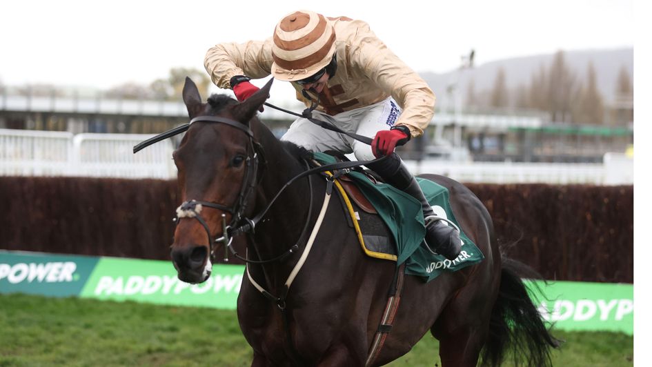 Broadway Boy impresses at Cheltenham