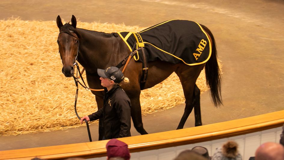 Alcohol Free in the sales ring (courtesy of www.tattersalls.com)