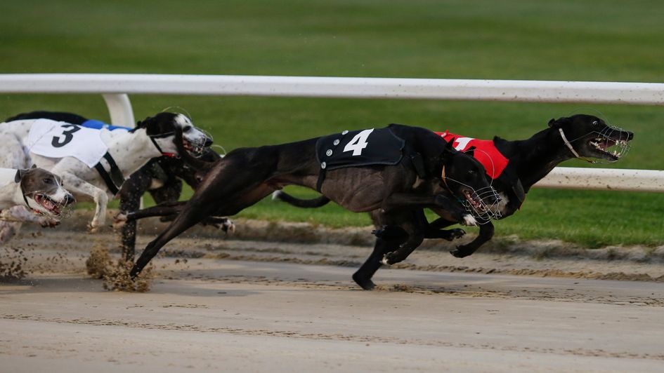 Greyhound Derby final Ian Brindle's indepth preview of the race