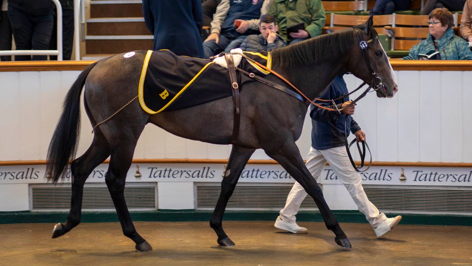 The record-breaking Havana Gold colt (copyright Tattersalls)