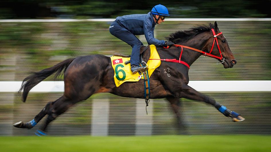 Lucky Sweynesse gallops under Zac Purton this week (Alex Evers for HKJC)