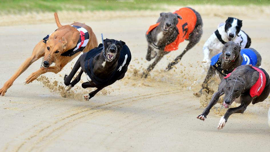 greyhound racing tips